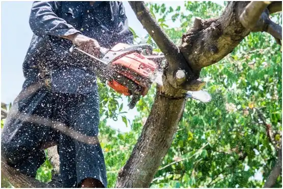 tree services Bar Nunn